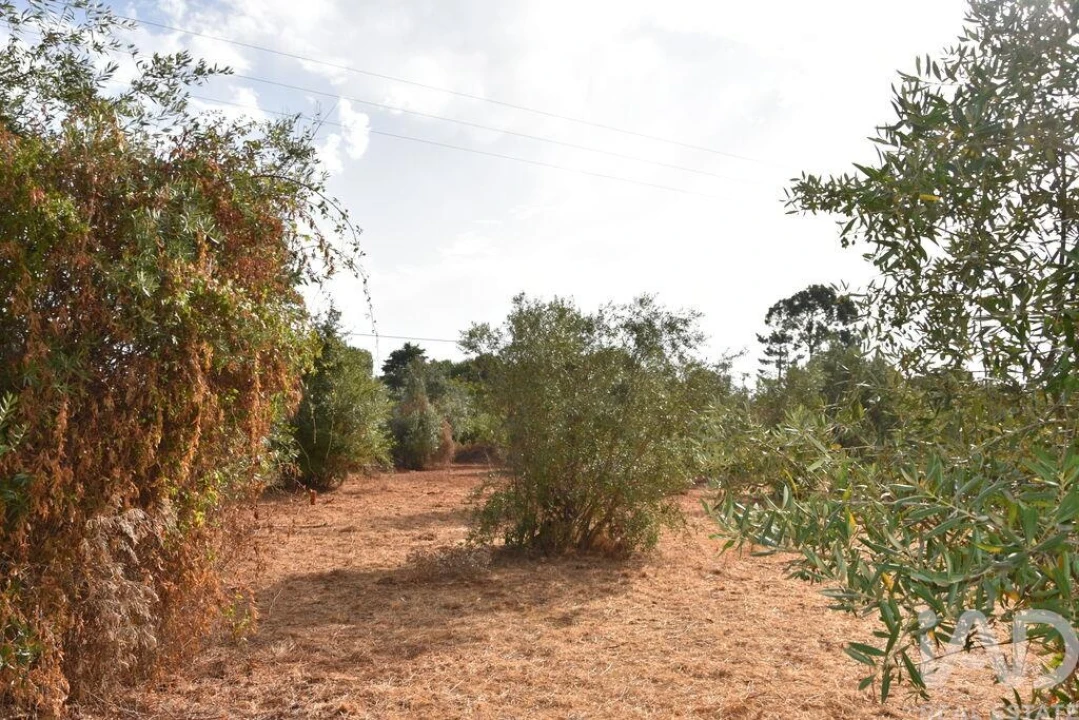 Terreno para Venda em Nossa Senhora do Pranto Foto 5