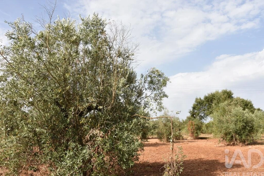 Terreno para Venda em Nossa Senhora do Pranto Foto 11