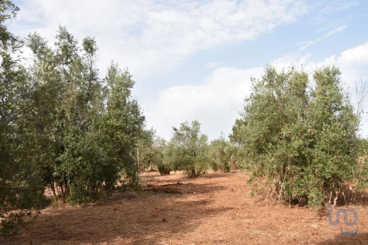 Terreno para Venda em Nossa Senhora do Pranto Foto 3