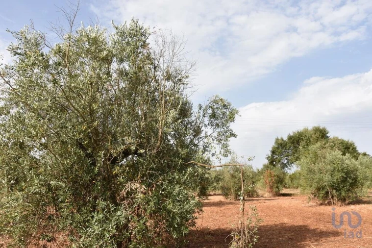 Terreno para Venda em Nossa Senhora do Pranto Foto 11
