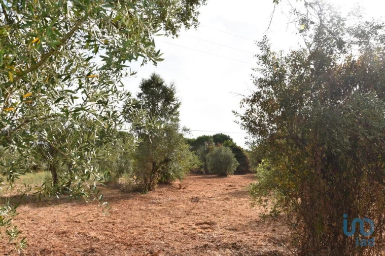 Terreno para Venda em Nossa Senhora do Pranto Foto 4