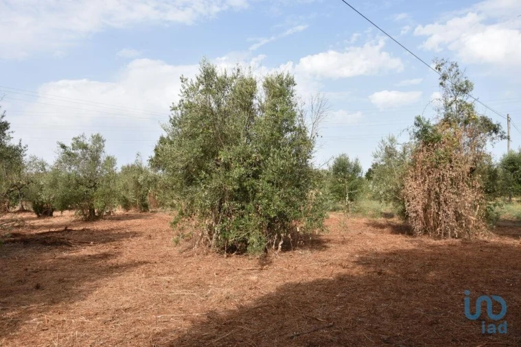 Terreno para Venda em Nossa Senhora do Pranto Foto 8
