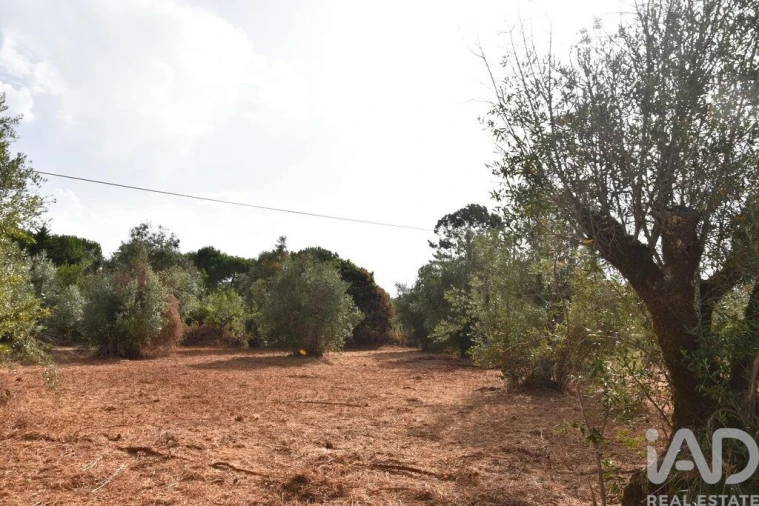 Terreno para Venda em Nossa Senhora do Pranto Foto 16