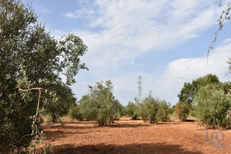 Terreno para Venda em Nossa Senhora do Pranto Foto 12