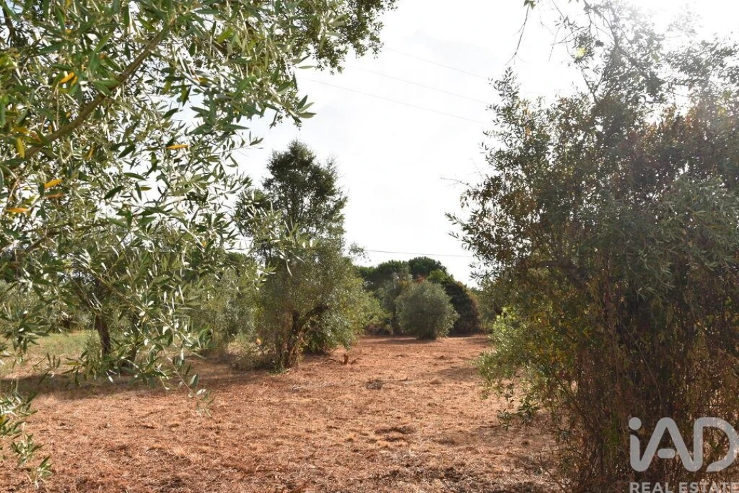 Terreno para Venda em Nossa Senhora do Pranto Foto 4