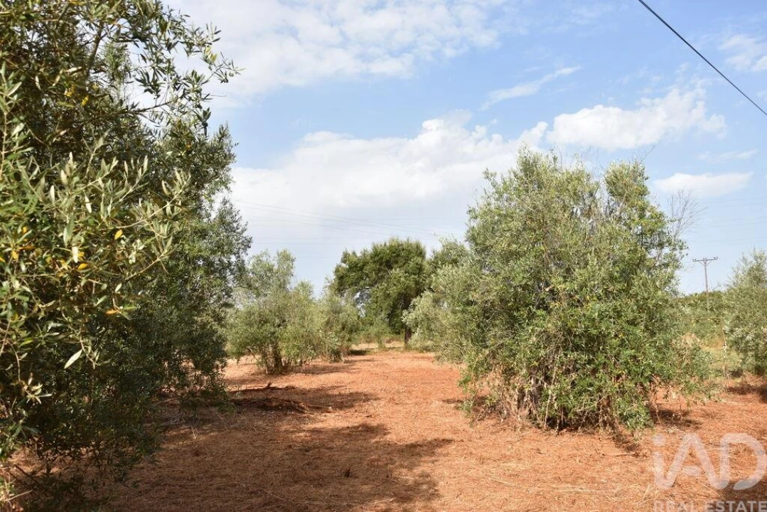 Terreno para Venda em Nossa Senhora do Pranto Foto 10
