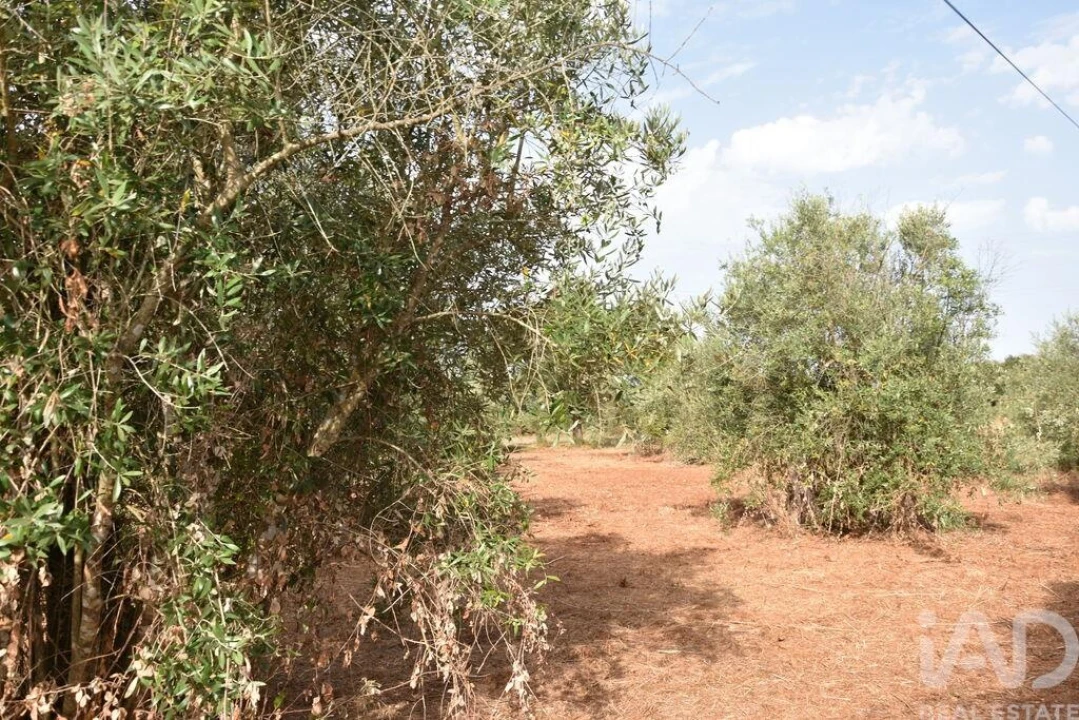 Terreno para Venda em Nossa Senhora do Pranto Foto 9