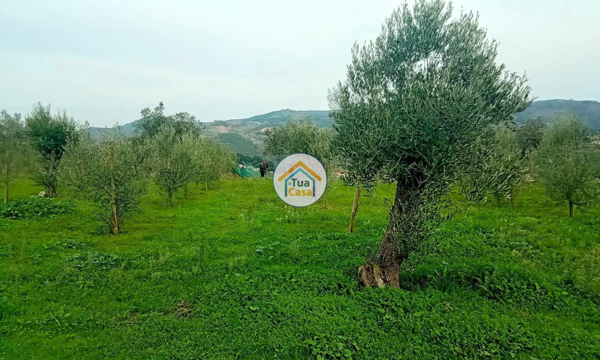 Quinta para Venda em Cepões, Meijinhos e Melcões Foto 26