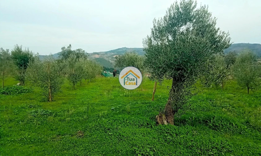 Quinta para Venda em Cepões, Meijinhos e Melcões Foto 26
