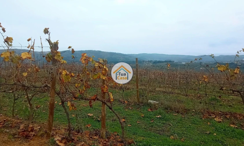 Quinta para Venda em Cepões, Meijinhos e Melcões Foto 19