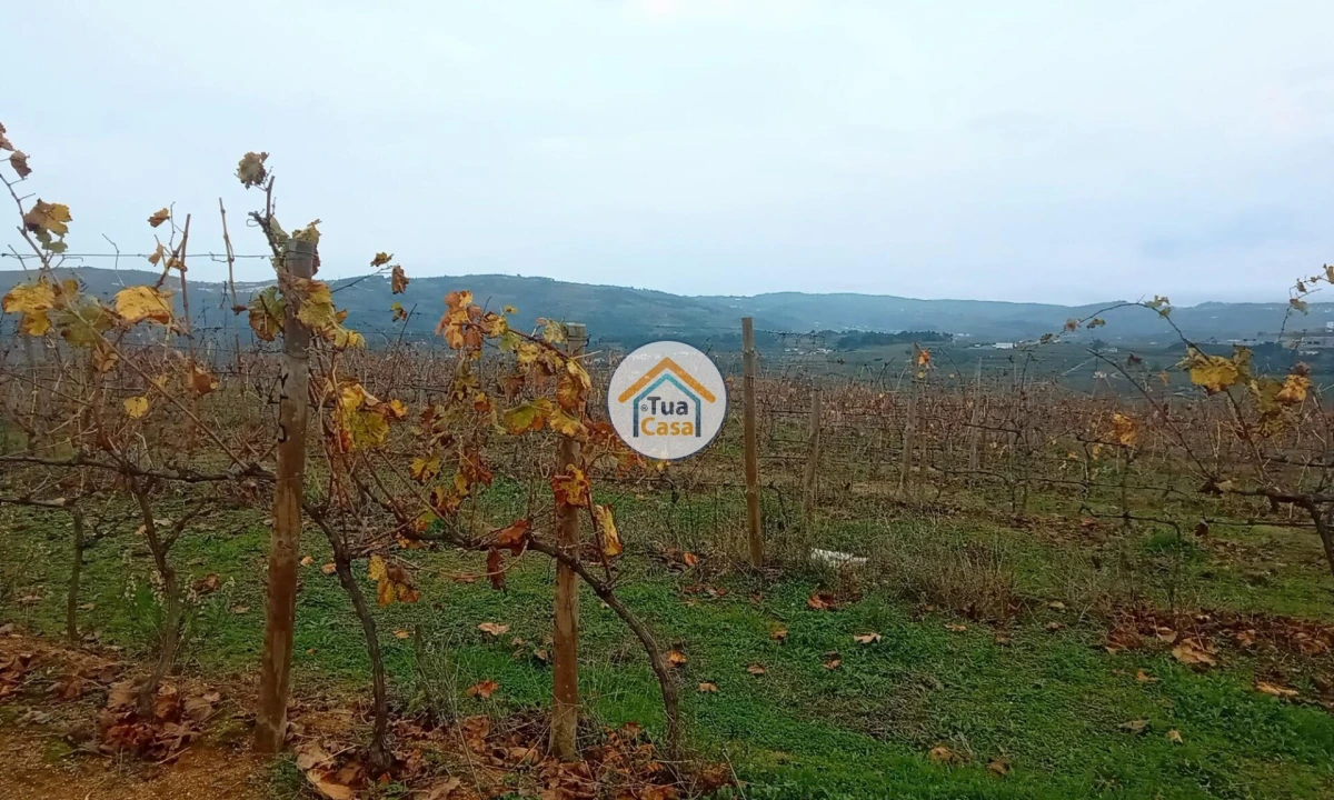 Quinta para Venda em Cepões, Meijinhos e Melcões Foto 19