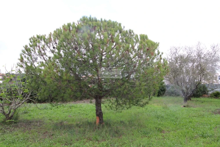 Quinta T3 para Venda em Luz Foto 42