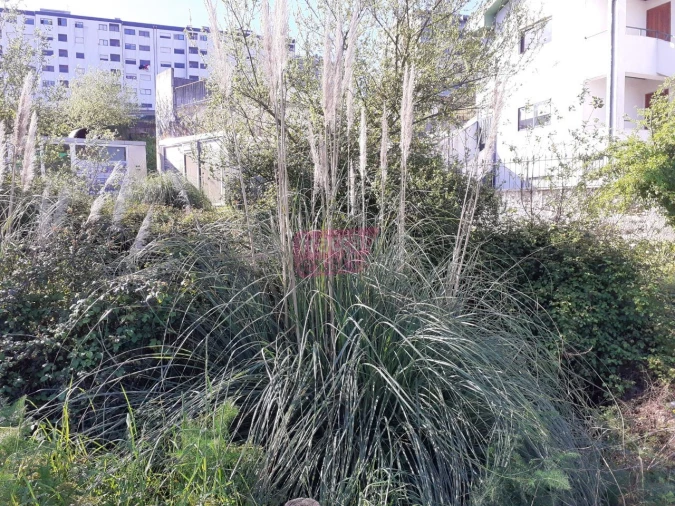 Terreno Agricola ou Rústico para Venda em Oliveira do Douro Foto 3