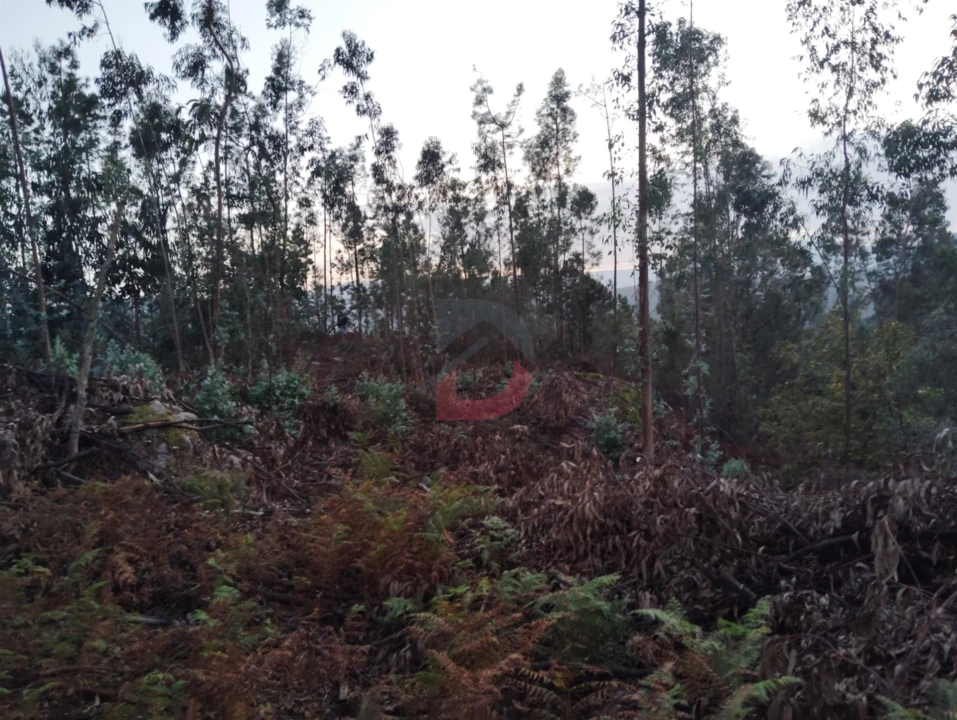 Terreno Agricola ou Rústico para Venda em São Martinho de Sardoura Foto 11