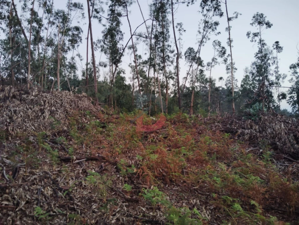Terreno Agricola ou Rústico para Venda em São Martinho de Sardoura Foto 14
