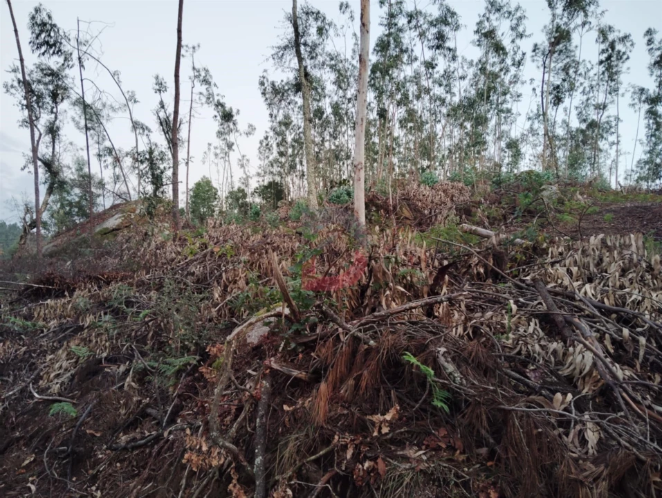 Terreno Agricola ou Rústico para Venda em São Martinho de Sardoura Foto 5