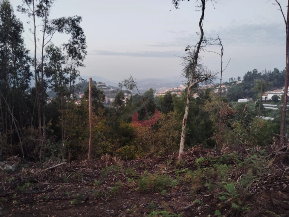 Terreno Agricola ou Rústico para Venda em São Martinho de Sardoura Foto 8