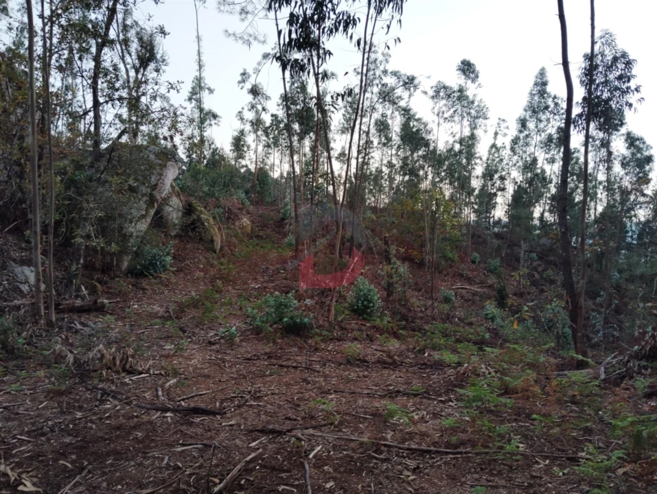 Terreno Agricola ou Rústico para Venda em São Martinho de Sardoura Foto 9
