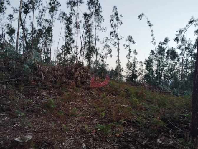 Terreno Agricola ou Rústico para Venda em São Martinho de Sardoura Foto 15