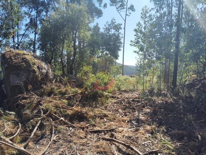 Terreno Agricola ou Rústico para Venda em São Martinho de Sardoura Foto 4