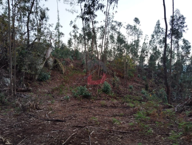 Terreno Agricola ou Rústico para Venda em São Martinho de Sardoura Foto 9