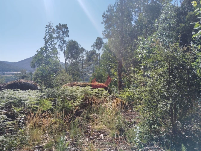 Terreno Agricola ou Rústico para Venda em São Martinho de Sardoura Foto 2