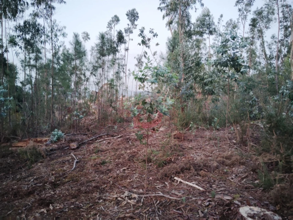 Terreno Agricola ou Rústico para Venda em São Martinho de Sardoura Foto 7