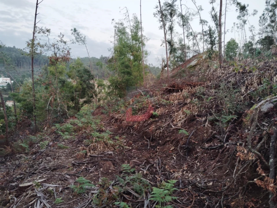 Terreno Agricola ou Rústico para Venda em São Martinho de Sardoura Foto 12
