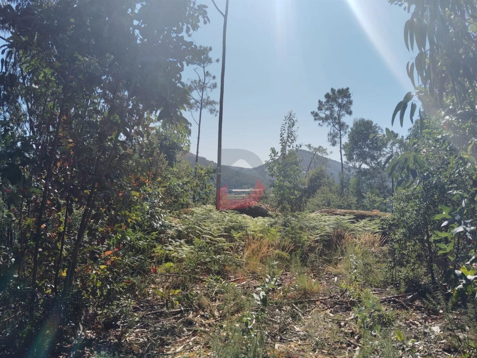 Terreno Agricola ou Rústico para Venda em São Martinho de Sardoura Foto 3