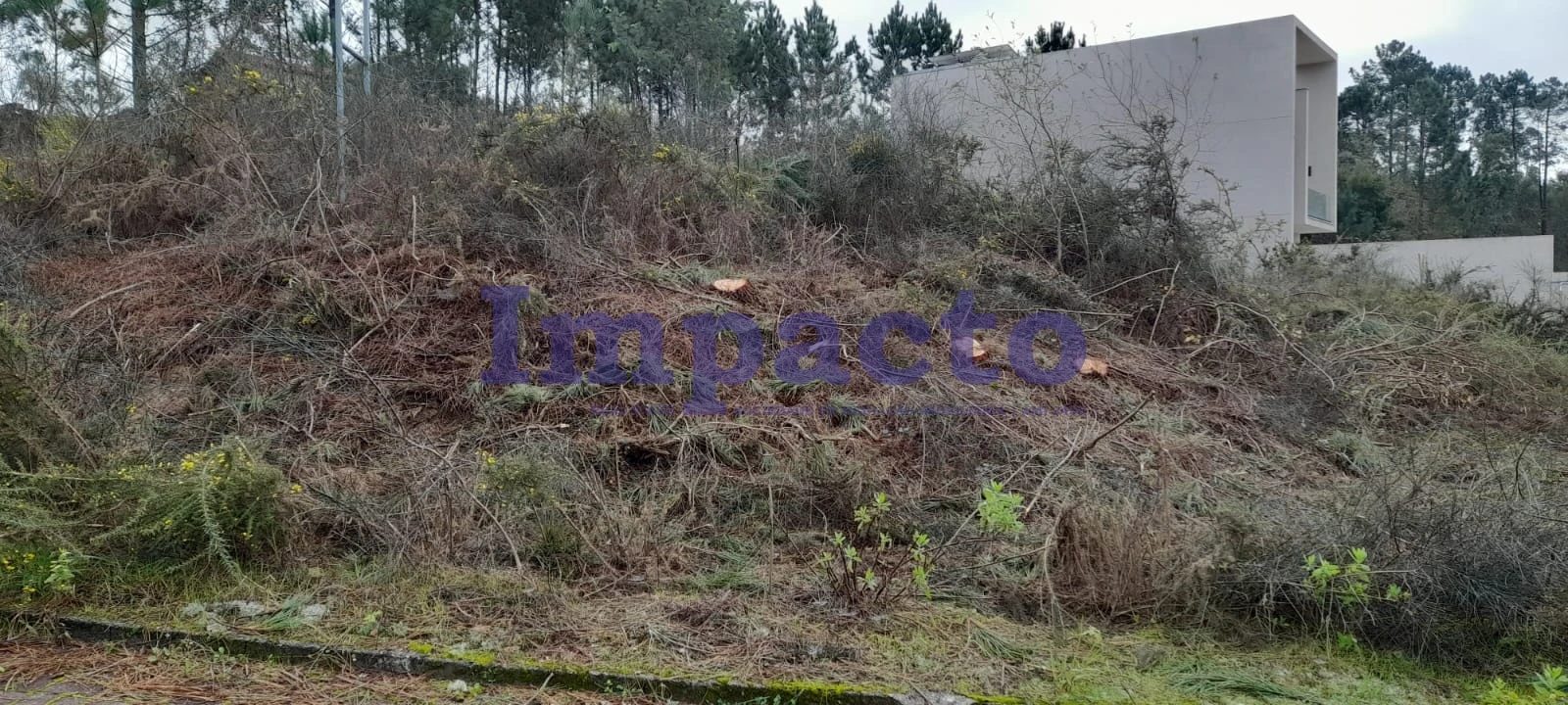 Terreno para Venda em Pinheiro da Bemposta, Travanca e Palmaz Foto 3