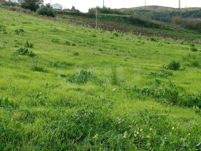 Terreno Agricola ou Rústico para Venda em Dois Portos e Runa Foto 7