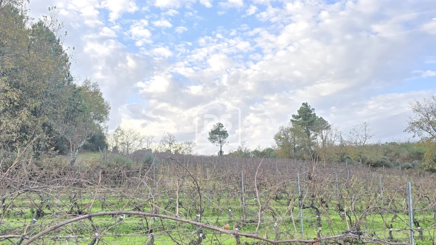 Quinta T0 para Venda em Moimentinha Foto 20