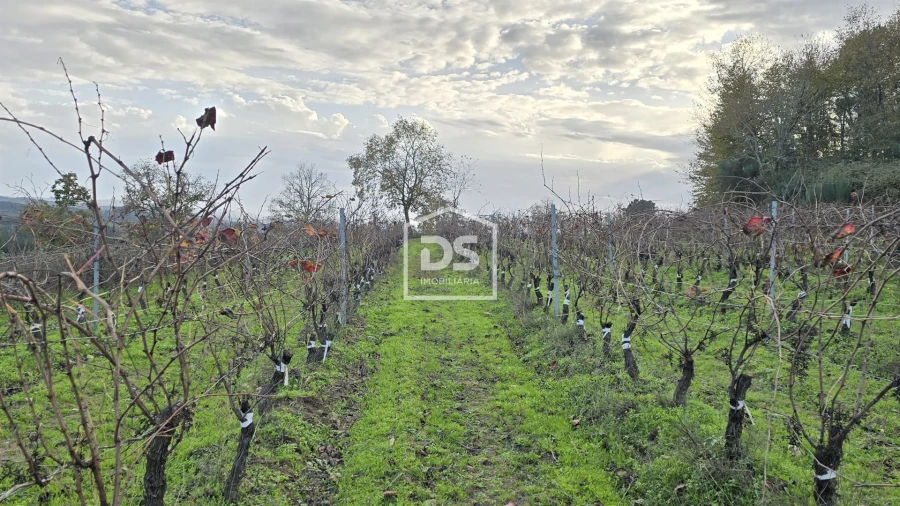 Quinta T0 para Venda em Moimentinha Foto 19