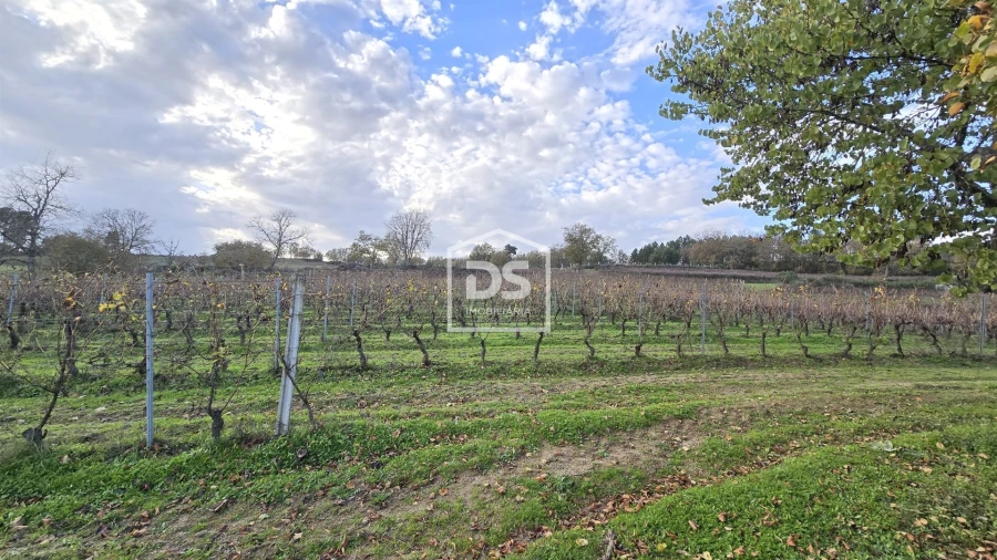 Quinta T0 para Venda em Moimentinha Foto 36