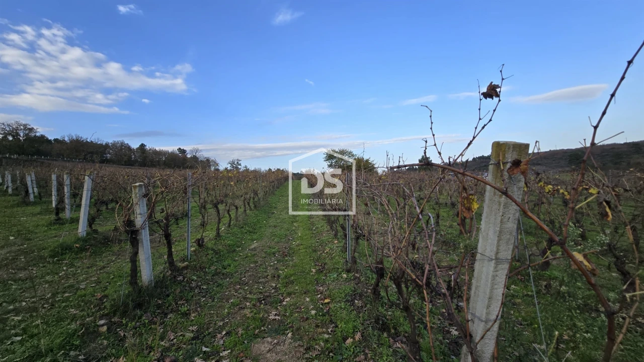 Quinta T0 para Venda em Moimentinha Foto 33