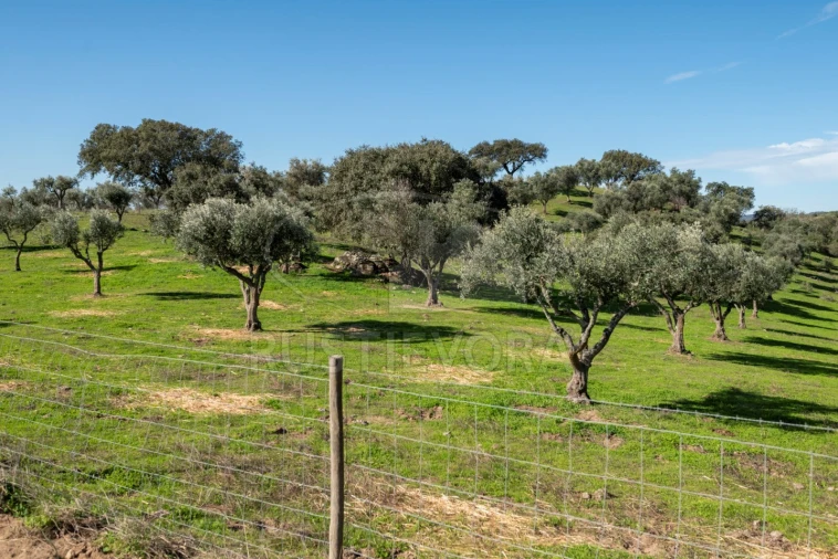 Quinta para Venda em Selmes Foto 8