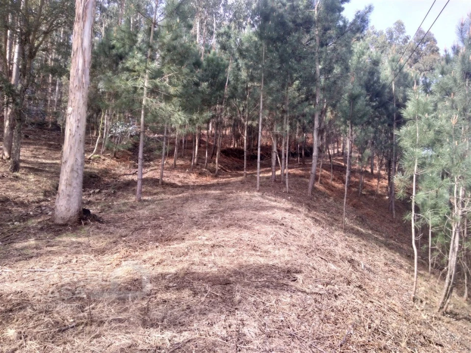 Terreno para Venda em Carvalhal Foto 6
