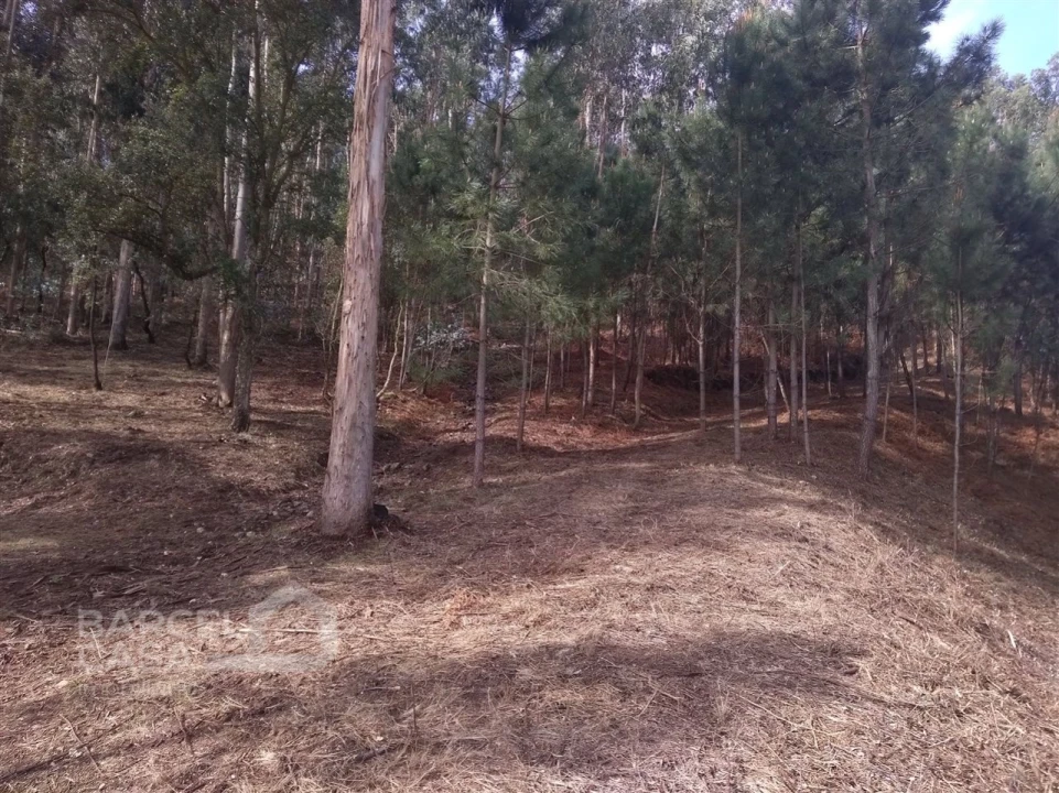 Terreno para Venda em Carvalhal Foto 7