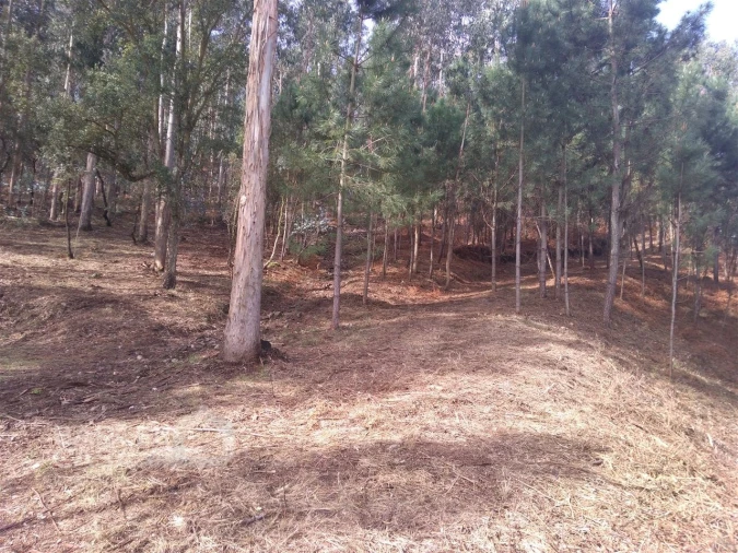 Terreno para Venda em Carvalhal Foto 4