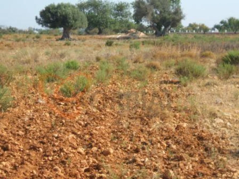 Terreno para Venda em Guia Foto 7