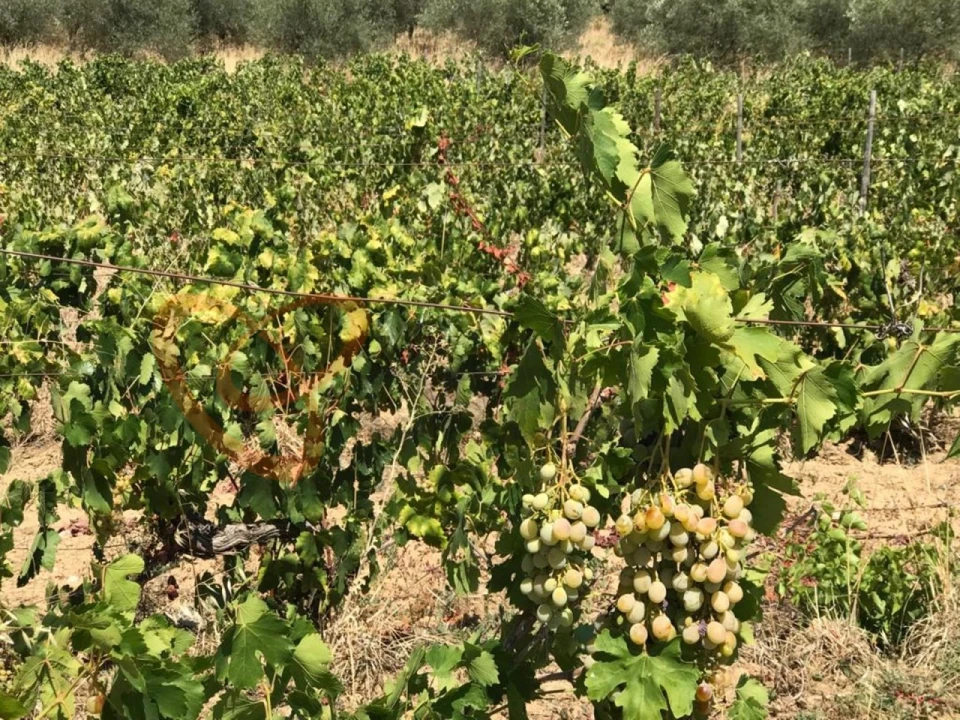 Moradia T4 para Venda em Vidigueira Foto 9