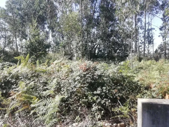 Terreno Agricola ou Rústico para Venda em Fradelos Foto 10