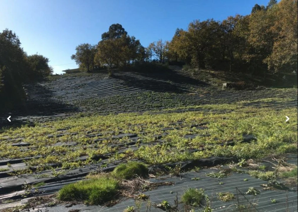 Moradia para Venda em Briteiros São Salvador e Briteiros Santa Leocádia Foto 12