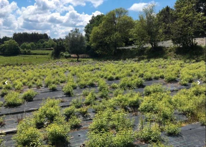 Moradia para Venda em Briteiros São Salvador e Briteiros Santa Leocádia Foto 20