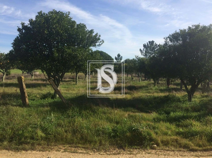 Terreno para Venda em Torrão Foto 6