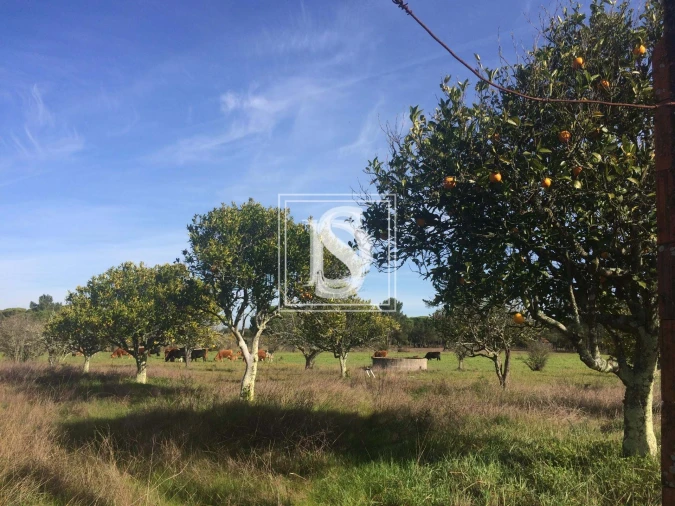 Terreno para Venda em Torrão Foto 3