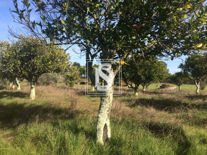 Terreno para Venda em Torrão Foto 2
