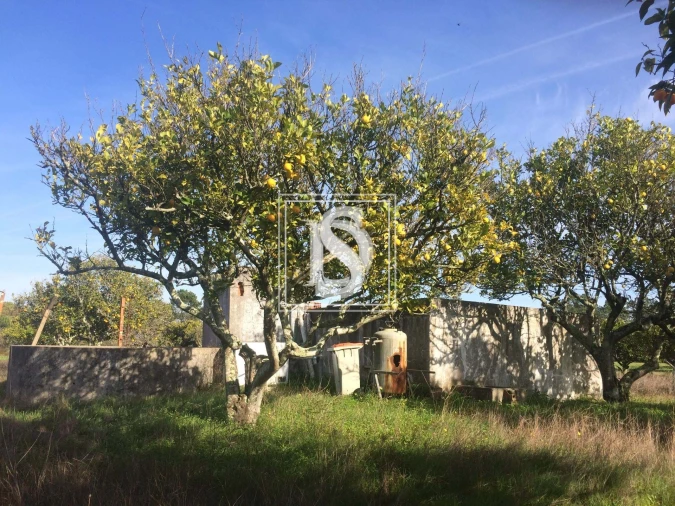 Terreno para Venda em Torrão Foto 5