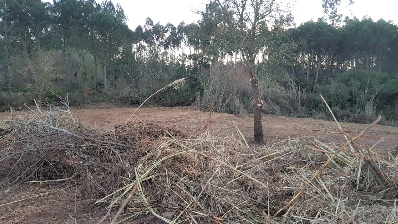 Terreno para Venda em Tornada e Salir do Porto Foto 4