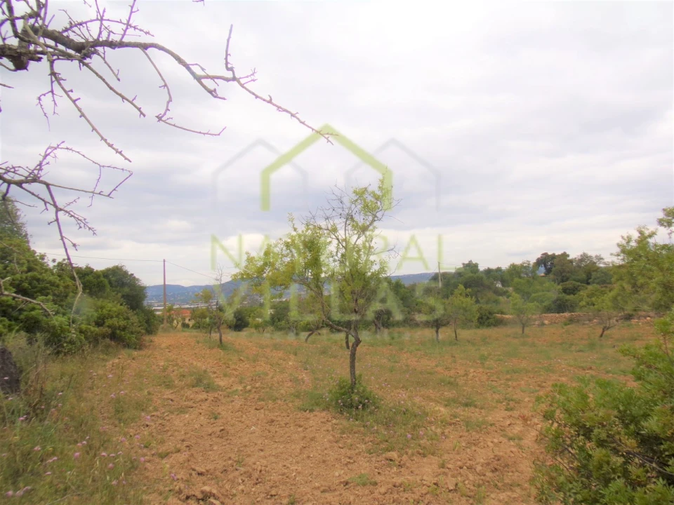 Terreno Agricola ou Rústico para Venda em Conceição e Estoi Foto 3